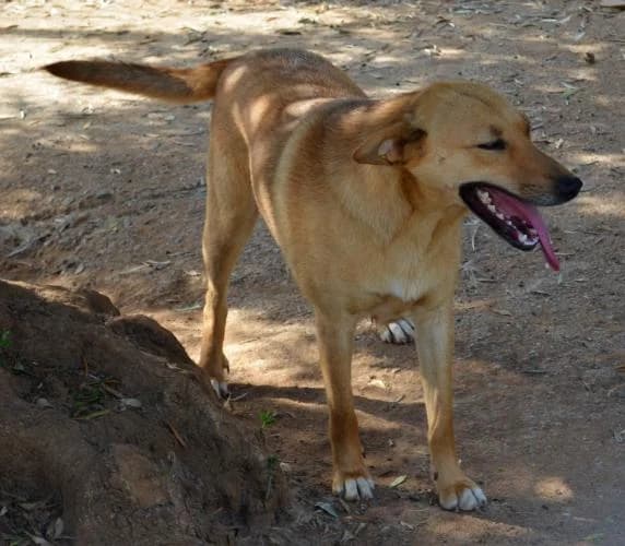 Wilbur, male 5yo Mixed Breed for adoption at Stichting FTS - Paws of Greece, NL-wide