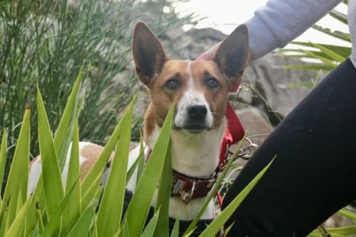 Fifi, female 5yo Podenco for adoption at Greyhounds Rescue Holland, Boskoop (NL-wide)