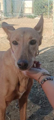 Lotta, female senior Podenco for adoption at Greyhounds Rescue Holland, Boskoop (NL-wide)