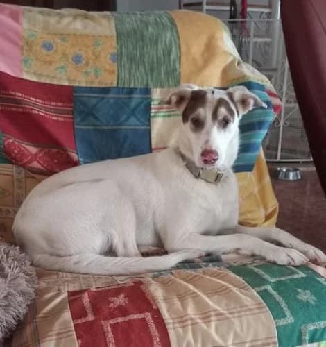 Erly, female 4yo Podenco for adoption at Greyhounds Rescue Holland, Boskoop (NL-wide)