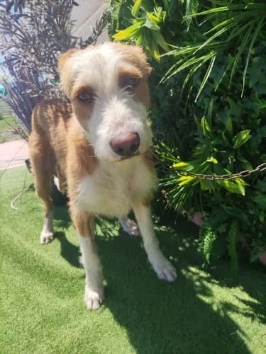 Finnley, male 5yo Podenco for adoption at Greyhounds Rescue Holland, Boskoop (NL-wide)