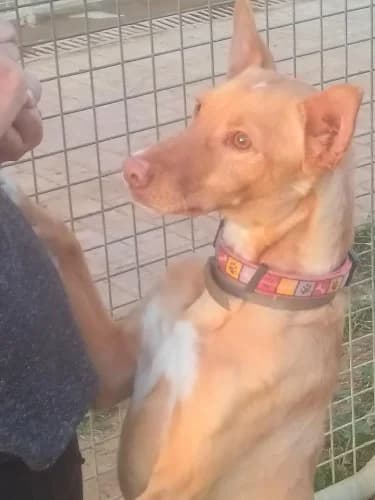Pumba, male 6yo Podenco for adoption at Greyhounds Rescue Holland, Boskoop (NL-wide)