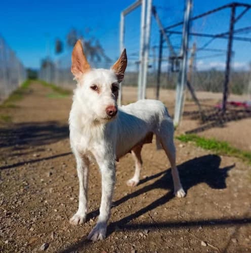 Kaori, female 7yo Podenco for adoption at Greyhounds Rescue Holland, Boskoop (NL-wide)
