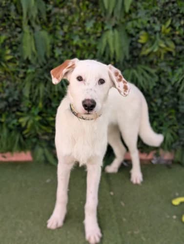Jax, male young Podenco for adoption at Greyhounds Rescue Holland, Boskoop (NL-wide)
