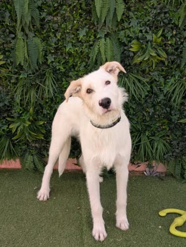 Sandor, male young Podenco for adoption at Greyhounds Rescue Holland, Boskoop (NL-wide)