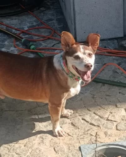 Retinto, male 6yo Podenco for adoption at Greyhounds Rescue Holland, Boskoop (NL-wide)