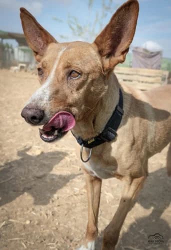 Aragon 1, male senior Podenco for adoption at Greyhounds Rescue Holland, Boskoop (NL-wide)