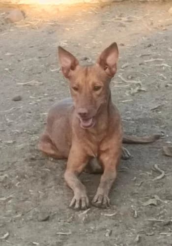 Newton, male young Podenco for adoption at Greyhounds Rescue Holland, Boskoop (NL-wide)