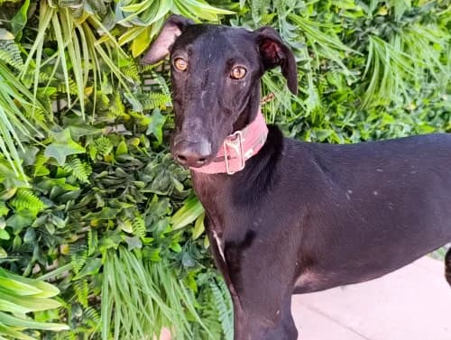 Eden, male young Galgo Español for adoption at Greyhounds Rescue Holland, Boskoop (NL-wide)