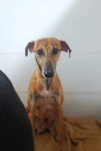 Elian, male 3yo Galgo Español for adoption at Greyhounds Rescue Holland, Boskoop (NL-wide)