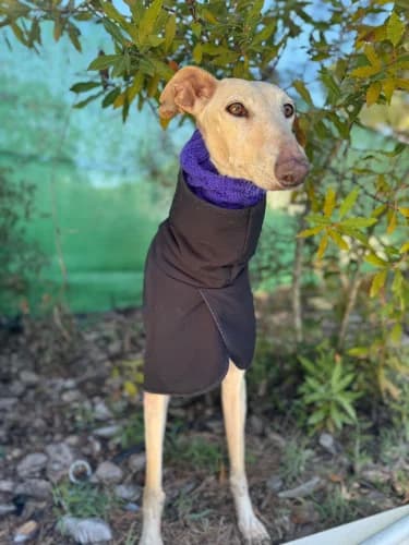 Tania, female 6yo Galgo Español for adoption at Greyhounds Rescue Holland, Boskoop (NL-wide)