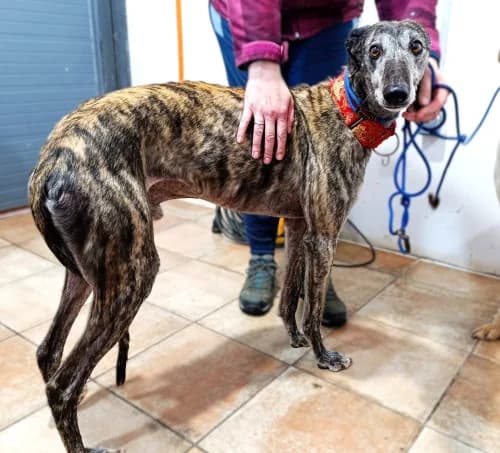 Totki, male 3yo Galgo Español for adoption at Greyhounds Rescue Holland, Boskoop (NL-wide)