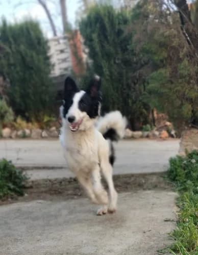 Bonnie, male young Podenco for adoption at Greyhounds Rescue Holland, Boskoop (NL-wide)