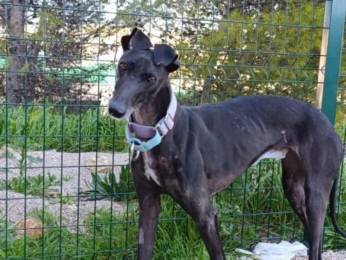 Mulata, female 5yo Galgo Español for adoption at Greyhounds Rescue Holland, Boskoop (NL-wide)