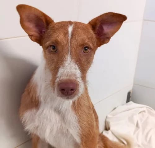 Hiromi, female young Podenco for adoption at Greyhounds Rescue Holland, Boskoop (NL-wide)