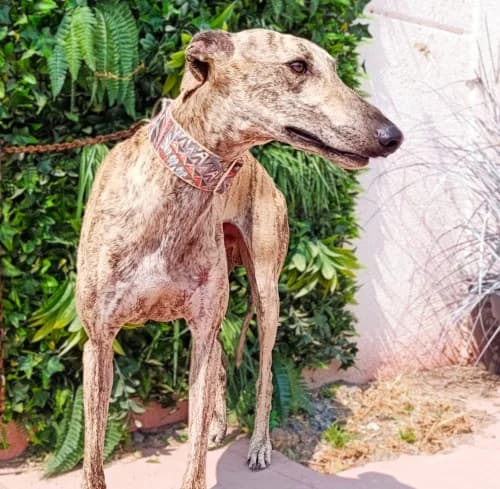 Loak, male 4yo Galgo Español for adoption at Greyhounds Rescue Holland, Boskoop (NL-wide)