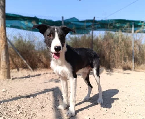 Kaio, male young Podenco for adoption at Greyhounds Rescue Holland, Boskoop (NL-wide)
