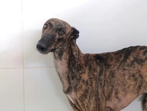 Sandro, male young Galgo Español for adoption at Greyhounds Rescue Holland, Boskoop (NL-wide)