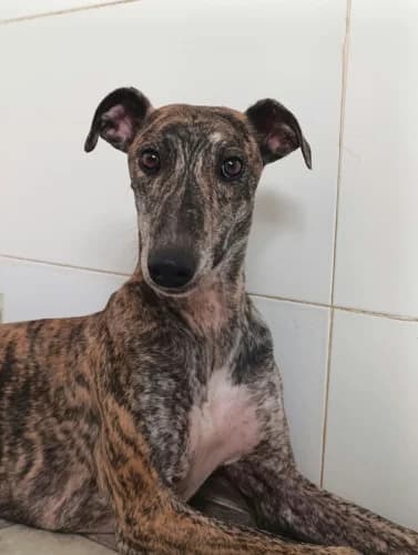 Teo, male young Galgo Español for adoption at Greyhounds Rescue Holland, Boskoop (NL-wide)