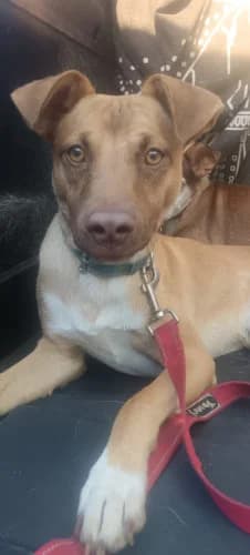 Honey, male young Podenco for adoption at Greyhounds Rescue Holland, Boskoop (NL-wide)
