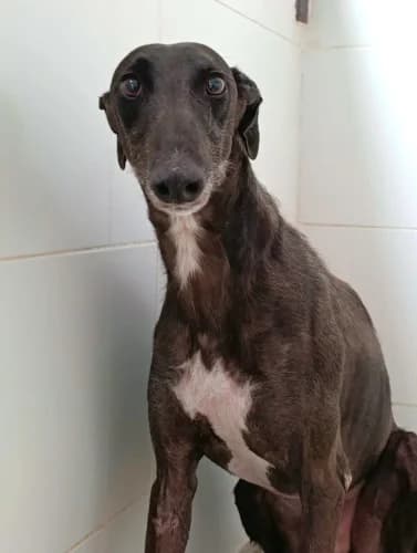 Hellboy, male 6yo Galgo Español for adoption at Greyhounds Rescue Holland, Boskoop (NL-wide)
