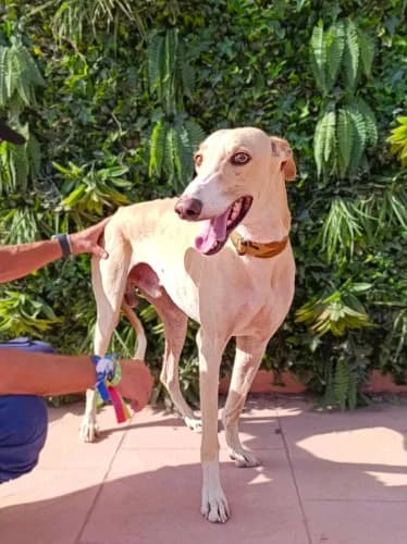 Aspito, male 6yo Galgo Español for adoption at Greyhounds Rescue Holland, Boskoop (NL-wide)