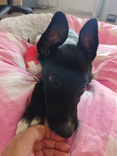 Jujutsu, female puppy Galgo Español for adoption at Greyhounds Rescue Holland, Boskoop (NL-wide)