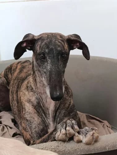 Dorayaki, female 5yo Galgo Español for adoption at Greyhounds Rescue Holland, Boskoop (NL-wide)