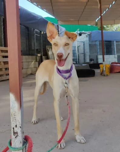Lira, female puppy Podenco for adoption at Greyhounds Rescue Holland, Boskoop (NL-wide)