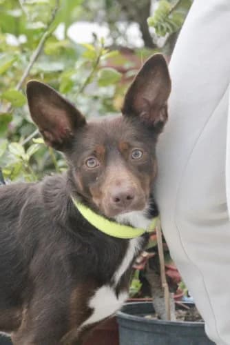 Veleta, female 3yo Podenco for adoption at Greyhounds Rescue Holland, Boskoop (NL-wide)