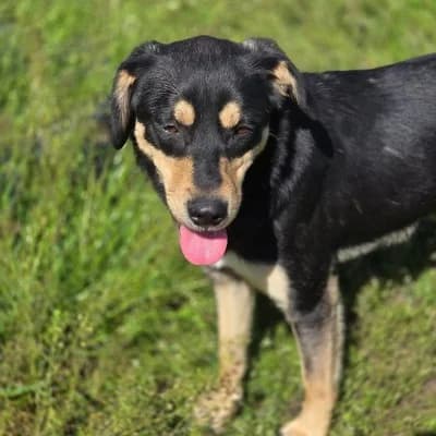 Abby, female young Mixed Breed for adoption at Stichting Happy Dogs of Romania, KG Uithoorn