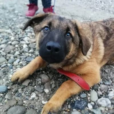 Abby, female 3yo Mixed Breed for adoption at Stichting Happy Dogs of Romania, KG Uithoorn