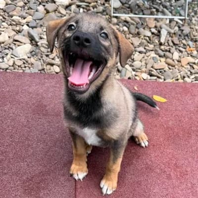 Albert, male Mixed Breed for adoption at Stichting Happy Dogs of Romania, KG Uithoorn