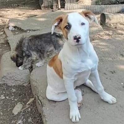 Amber, female young Mixed Breed for adoption at Stichting Happy Dogs of Romania, KG Uithoorn