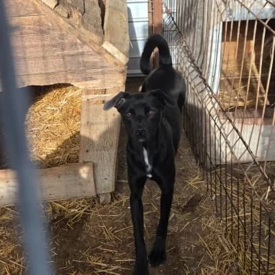 Amira, female young Mixed Breed for adoption at Stichting Happy Dogs of Romania, KG Uithoorn