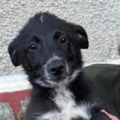 Ana, female 3yo Mixed Breed for adoption at Stichting Happy Dogs of Romania, KG Uithoorn