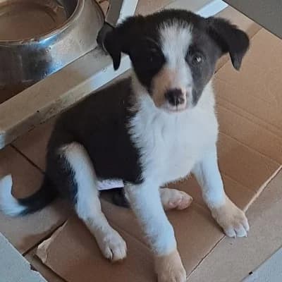 Aria, female young Mixed Breed for adoption at Stichting Happy Dogs of Romania, KG Uithoorn