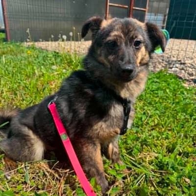 Ariel, female Mixed Breed for adoption at Stichting Happy Dogs of Romania, KG Uithoorn