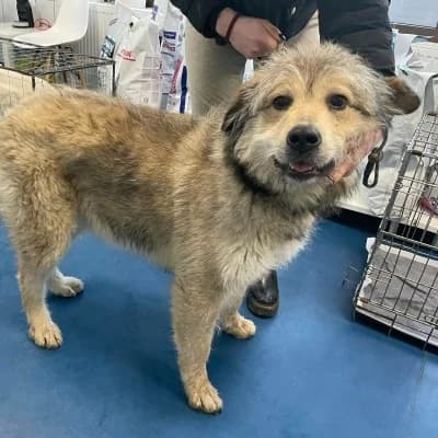Athena, female 5yo Mixed Breed for adoption at Stichting Happy Dogs of Romania, KG Uithoorn