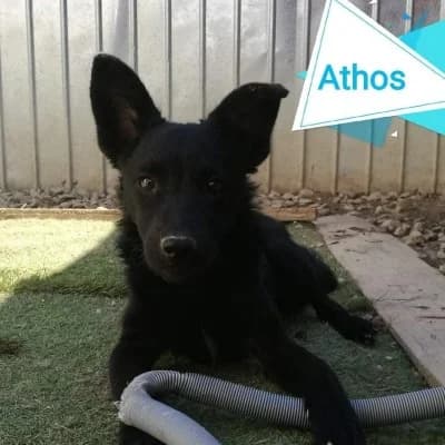 Athos, male 5yo Mixed Breed for adoption at Stichting Happy Dogs of Romania, KG Uithoorn