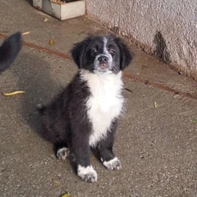 Axel, male Mixed Breed for adoption at Stichting Happy Dogs of Romania, KG Uithoorn