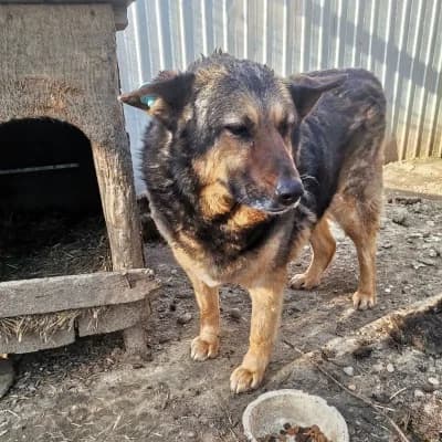 Baghera, female senior Mixed Breed for adoption at Stichting Happy Dogs of Romania, KG Uithoorn