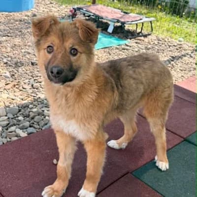 Benji, male Mixed Breed for adoption at Stichting Happy Dogs of Romania, KG Uithoorn
