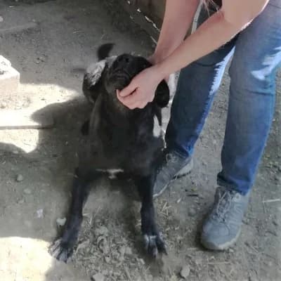 Blacky, male Mixed Breed for adoption at Stichting Happy Dogs of Romania, KG Uithoorn
