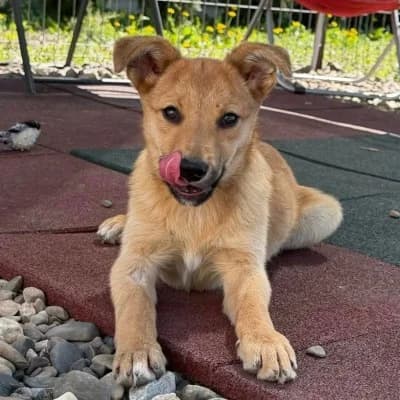 Bobby, male Mixed Breed for adoption at Stichting Happy Dogs of Romania, KG Uithoorn