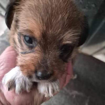 Boomer, male Mixed Breed for adoption at Stichting Happy Dogs of Romania, KG Uithoorn
