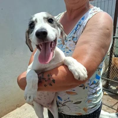 Bubi, male puppy Mixed Breed for adoption at Stichting Happy Dogs of Romania, KG Uithoorn