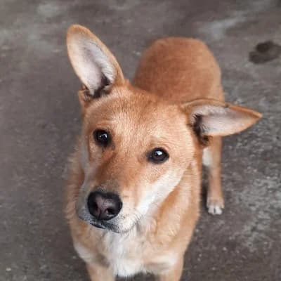 Caius, male young Mixed Breed for adoption at Stichting Happy Dogs of Romania, KG Uithoorn