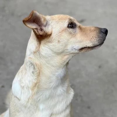 Caramel, female 5yo Mixed Breed for adoption at Stichting Happy Dogs of Romania, KG Uithoorn
