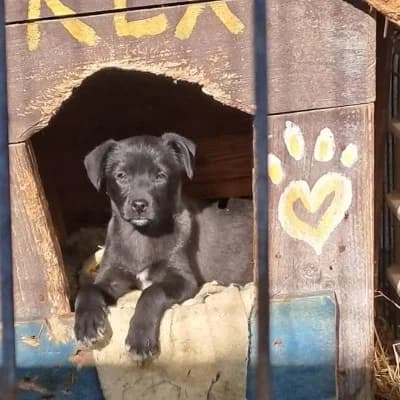 Chanel, female young Mixed Breed for adoption at Stichting Happy Dogs of Romania, KG Uithoorn